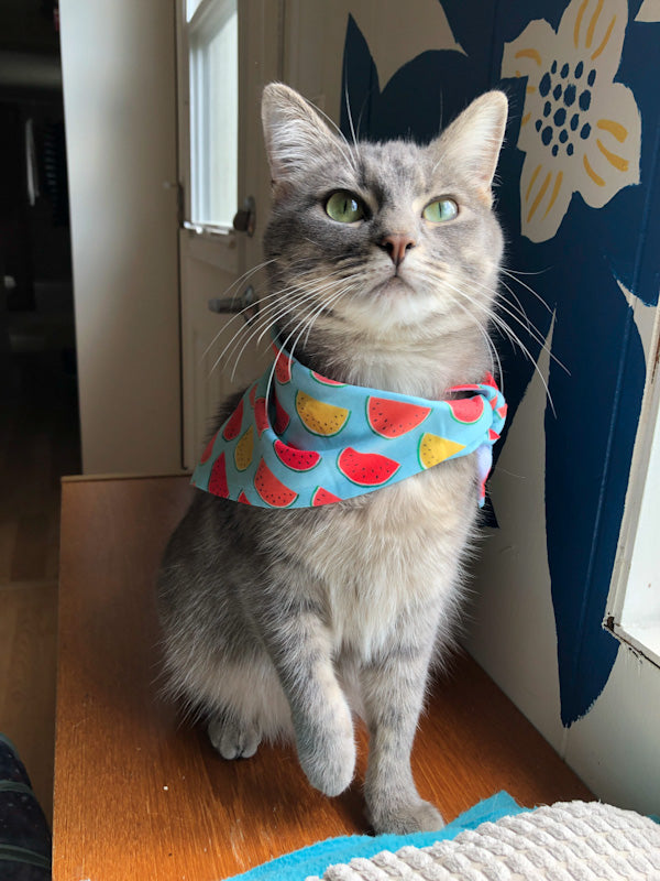 Pet Bandana Small - Blue Watermelon - FREE US shipping