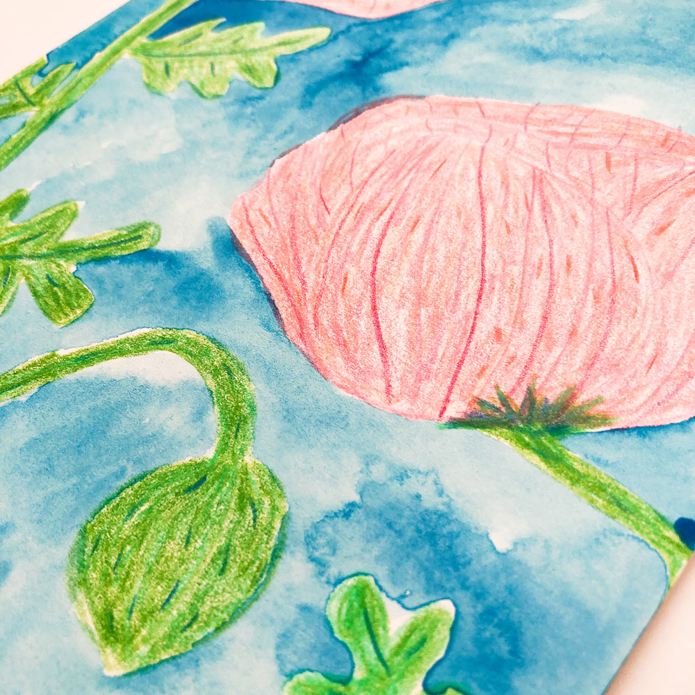 Original watercolor and colored pencil artwork featuring a delicate pink poppy flower against a vibrant blue background, with green stems and leaves, showcasing intricate details and soft textures on mixed media paper