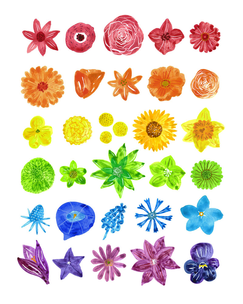 Colorful watercolor flower chart featuring various blooms arranged in rainbow order from red to purple, including sunflowers, daisies, and tulips, perfect for botanical enthusiasts and home decor